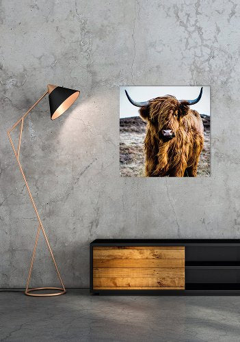 Digitaldruck-Wandbild auf Sicherheitsglas „Hochlandrind“ | Rahmenloses Wandbild